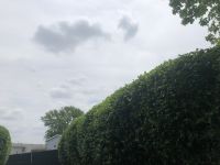 Tree and Shrub Pruning