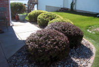 Tree and Shrub Pruning